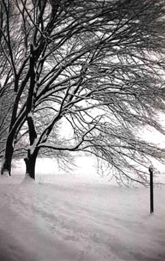 Some trees in winter dusted with snow